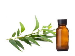 روغن اوکالیپتوس